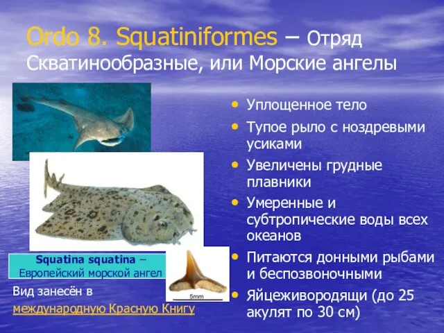 Ordo 8. Squatiniformes – Отряд Скватинообразные, или Морские ангелы Уплощенное тело Тупое