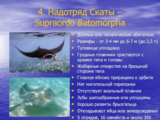 4. Надотряд Скаты – Supraordo Batomorpha Донные или пелагические обитатели Размеры -