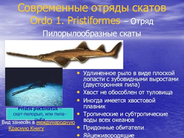 Современные отряды скатов Ordo 1. Pristiformes – Отряд Пилорылообразные скаты Удлиненное рыло