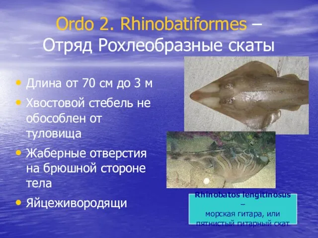 Ordo 2. Rhinobatiformes – Отряд Рохлеобразные скаты Длина от 70 см до