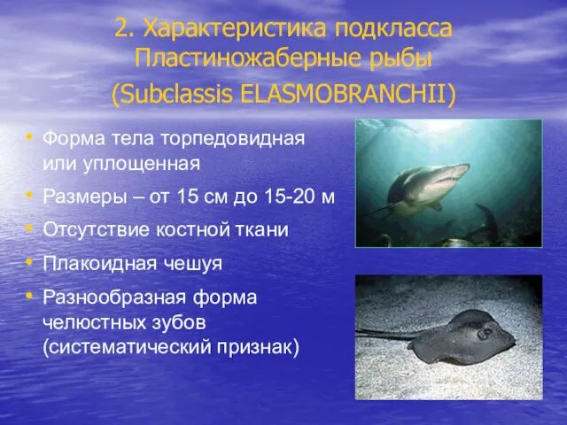 2. Характеристика подкласса Пластиножаберные рыбы (Subclassis ELASMOBRANCHII) Форма тела торпедовидная или уплощенная