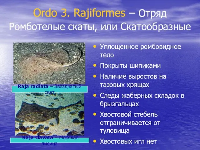 Ordo 3. Rajiformes – Отряд Ромботелые скаты, или Скатообразные Уплощенное ромбовидное тело