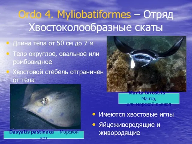 Ordo 4. Myliobatiformes – Отряд Хвостоколообразные скаты Длина тела от 50 см