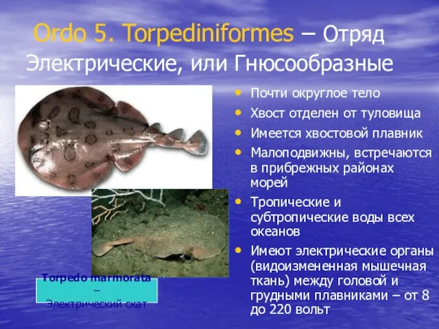 Ordo 5. Torpediniformes – Отряд Электрические, или Гнюсообразные Почти округлое тело Хвост