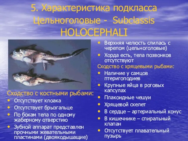 5. Характеристика подкласса Цельноголовые - Subclassis HOLOCEPHALI Верхняя челюсть слилась с черепом