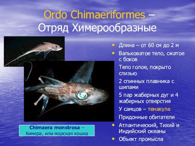 Ordo Chimaeriformes – Отряд Химерообразные Длина – от 60 см до 2