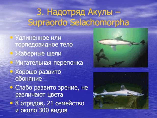 3. Надотряд Акулы – Supraordo Selachomorpha Удлиненное или торпедовидное тело Жаберные щели
