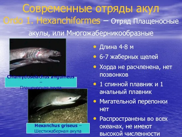 Современные отряды акул Ordo 1. Hexanchiformes – Отряд Плащеносные акулы, или Многожаберникообразные