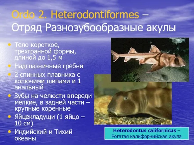 Ordo 2. Heterodontiformes – Отряд Разнозубообразные акулы Тело короткое, трехгранной формы, длиной
