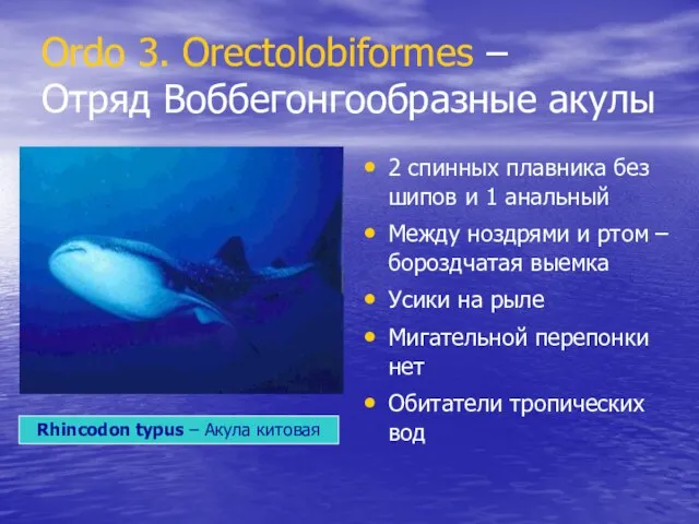 Ordo 3. Orectolobiformes – Отряд Воббегонгообразные акулы 2 спинных плавника без шипов