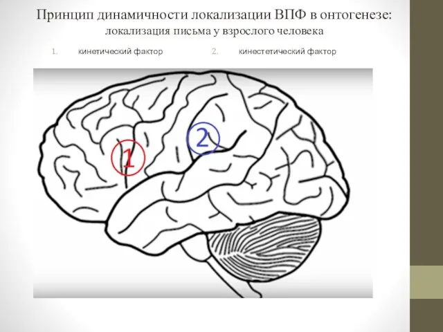 Принцип динамичности локализации ВПФ в онтогенезе: локализация письма у взрослого человека кинестетический фактор кинетический фактор