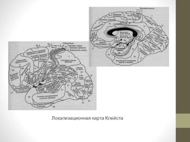 Локализационная карта Клейста