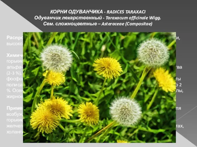 КОРНИ ОДУВАНЧИКА - RADICES TARAXACI Одуванчик лекарственный - Taraxacum officinale Wigg. Сем.