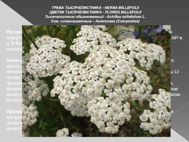 ТРАВА ТЫСЯЧЕЛИСТНИКА - HERBA MILLEFOLII ЦВЕТКИ ТЫСЯЧЕЛИСТНИКА - FLORES MILLEFOLII Тысячелистник обыкновенный