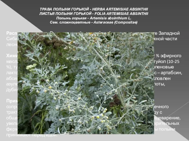 ТРАВА ПОЛЫНИ ГОРЬКОЙ - HERBA ARTEMISIAE ABSINTHII ЛИСТЬЯ ПОЛЫНИ ГОРЬКОЙ - FOLIA