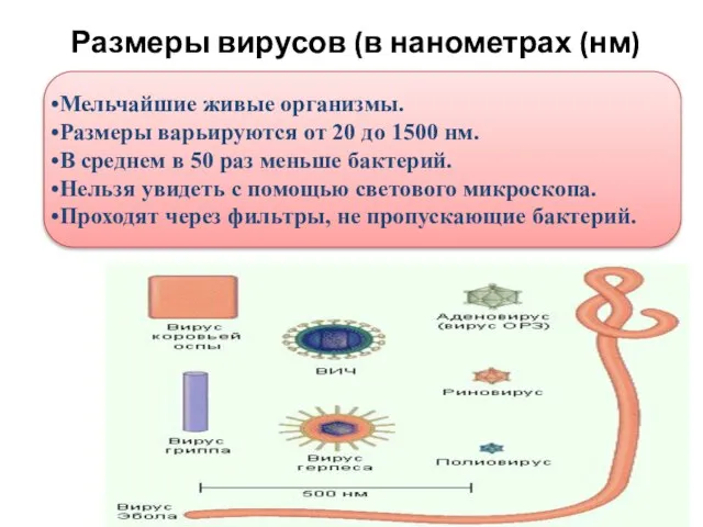 Размеры вирусов (в нанометрах (нм) Мельчайшие живые организмы. Размеры варьируются от 20