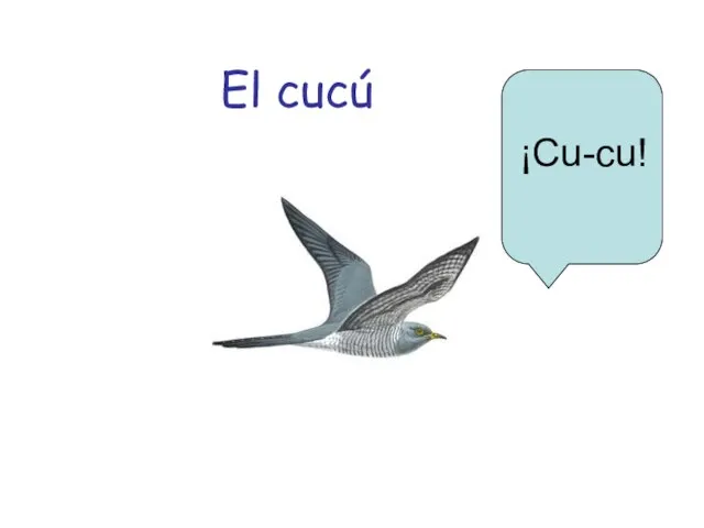 El cucú ¡Cu-cu!