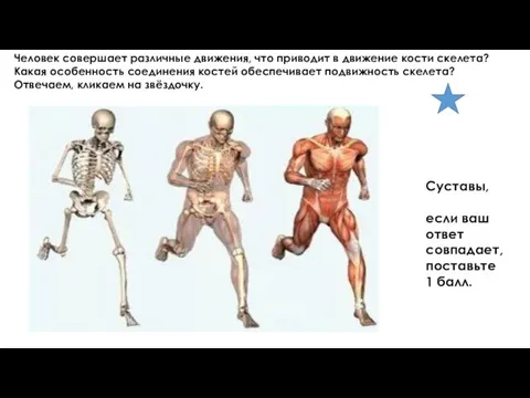 Человек совершает различные движения, что приводит в движение кости скелета? Какая особенность
