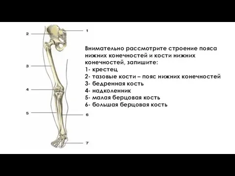 Внимательно рассмотрите строение пояса нижних конечностей и кости нижних конечностей, запишите: 1-