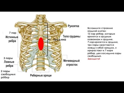 грудина 7 пар 3 пары 2 пары свободных рёбер Вспомните строение грудной