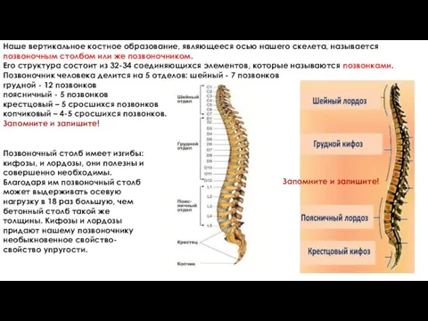 Наше вертикальное костное образование, являющееся осью нашего скелета, называется позвоночным столбом или