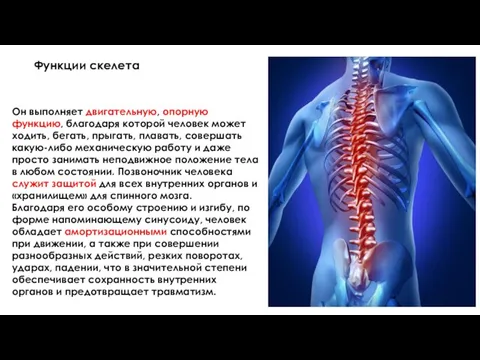 Он выполняет двигательную, опорную функцию, благодаря которой человек может ходить, бегать, прыгать,