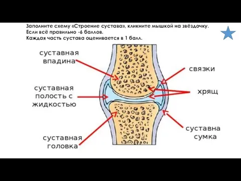 1 6 5 3 2 4 Заполните схему «Строение сустава», кликните мышкой