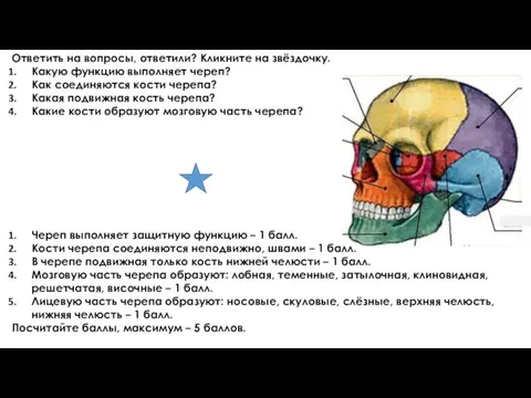 Ответить на вопросы, ответили? Кликните на звёздочку. Какую функцию выполняет череп? Как