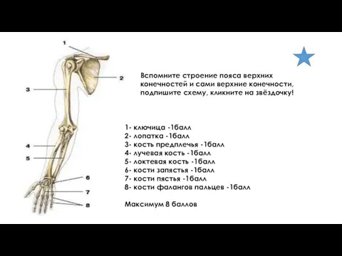 Вспомните строение пояса верхних конечностей и сами верхние конечности, подпишите схему, кликните