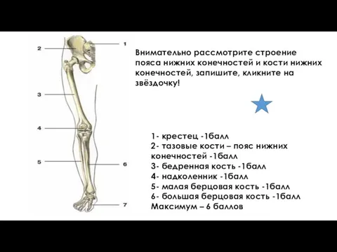 Внимательно рассмотрите строение пояса нижних конечностей и кости нижних конечностей, запишите, кликните