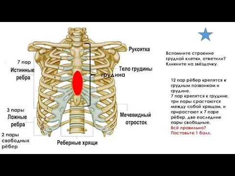 грудина 7 пар 3 пары 2 пары свободных рёбер Вспомните строение грудной