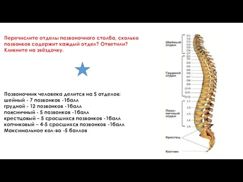 Перечислите отделы позвоночного столба, сколько позвонков содержит каждый отдел? Ответили? Кликните на