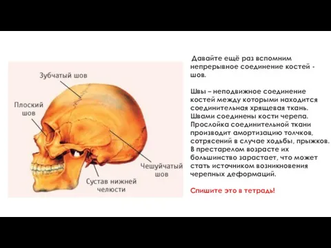 Давайте ещё раз вспомним непрерывное соединение костей - шов. Швы – неподвижное