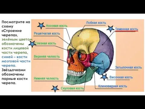 Посмотрите на схему «Строение черепа», зелёным цветом обозначены кости лицевой части черепа,