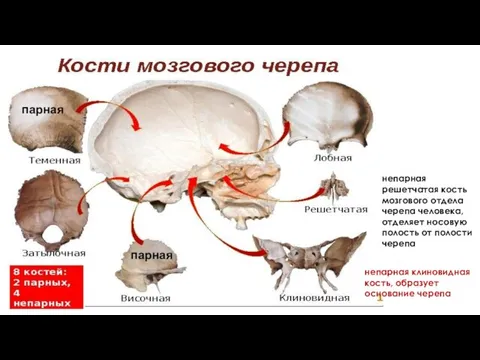 парная парная непарная решетчатая кость мозгового отдела черепа человека, отделяет носовую полость