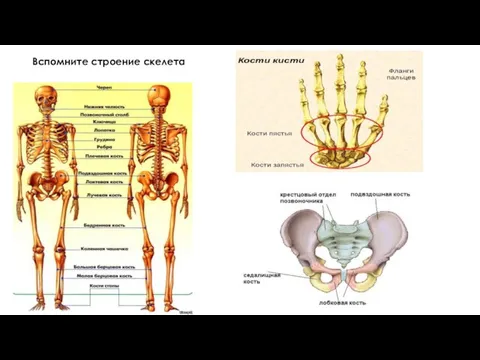Вспомните строение скелета
