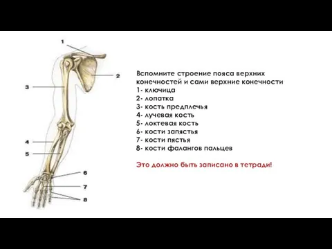 Вспомните строение пояса верхних конечностей и сами верхние конечности 1- ключица 2-