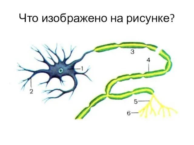 Что изображено на рисунке?