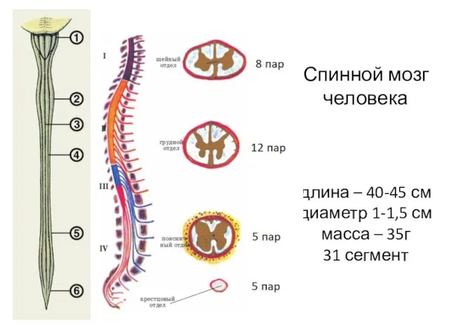 Спинной мозг человека длина – 40-45 см диаметр 1-1,5 см масса – 35г 31 сегмент
