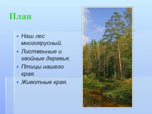 План Наш лес многоярусный. Лиственные и хвойные деревья. Птицы нашего края. Животные края.