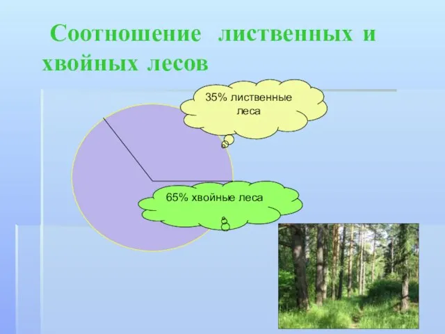 Соотношение лиственных и хвойных лесов 35% лиственные леса 65% хвойные леса