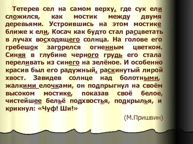 Тетерев сел на самом верху, где сук ели сложился, как мостик между