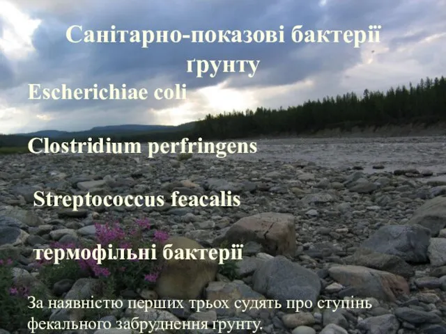 Санітарно-показові бактерії ґрунту Escherichiae coli Clostridium perfringens Streptococcus feacalis термофільні бактерії За