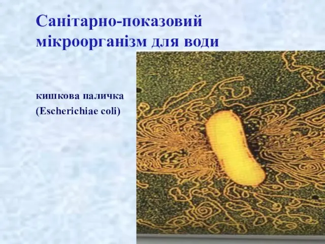 Санітарно-показовий мікроорганізм для води кишкова паличка (Escherichiae coli)