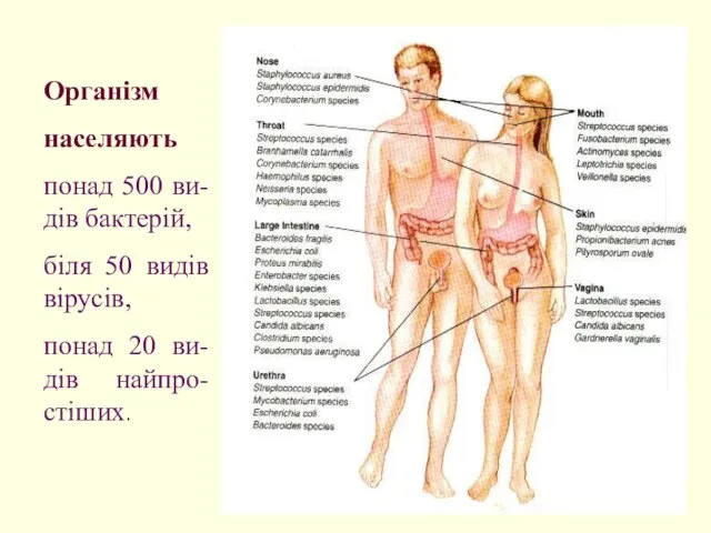 Організм населяють понад 500 ви-дів бактерій, біля 50 видів вірусів, понад 20 ви-дів найпро-стіших.