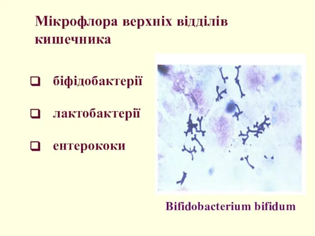 Мікрофлора верхніх відділів кишечника біфідобактерії лактобактерії ентерококи Bifidobacterium bifidum