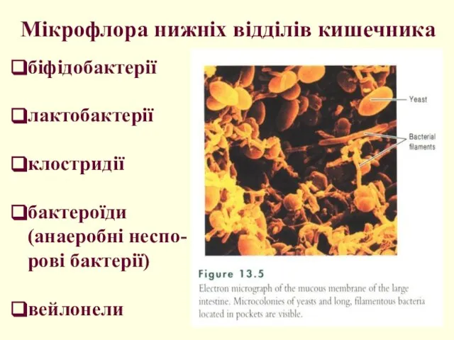 Мікрофлора нижніх відділів кишечника біфідобактерії лактобактерії клостридії бактероїди (анаеробні неспо-рові бактерії) вейлонели