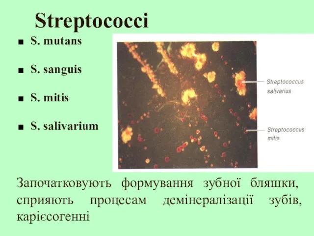 Streptococcі S. mutans S. sanguis S. mitis S. salivarium Започатковують формування зубної
