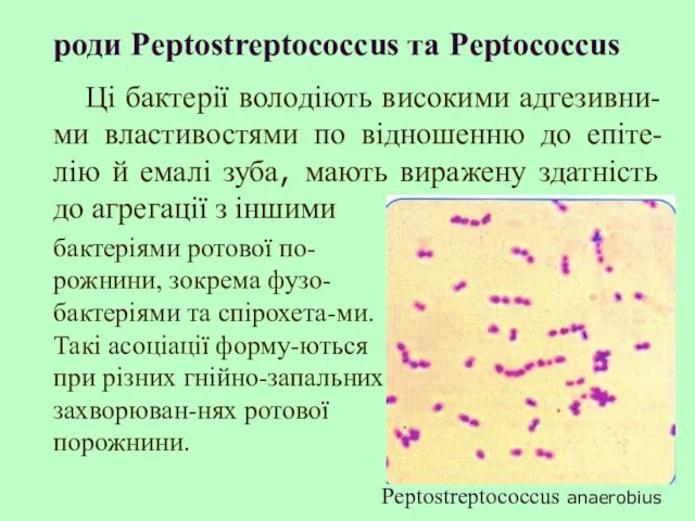 роди Peptostreptococcus та Peptococcus бактеріями ротової по-рожнини, зокрема фузо-бактеріями та спірохета-ми. Такі