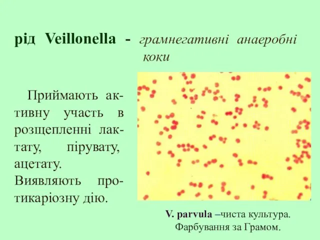 рід Veillonella - грамнегативні анаеробні коки Приймають ак-тивну участь в розщепленні лак-тату,